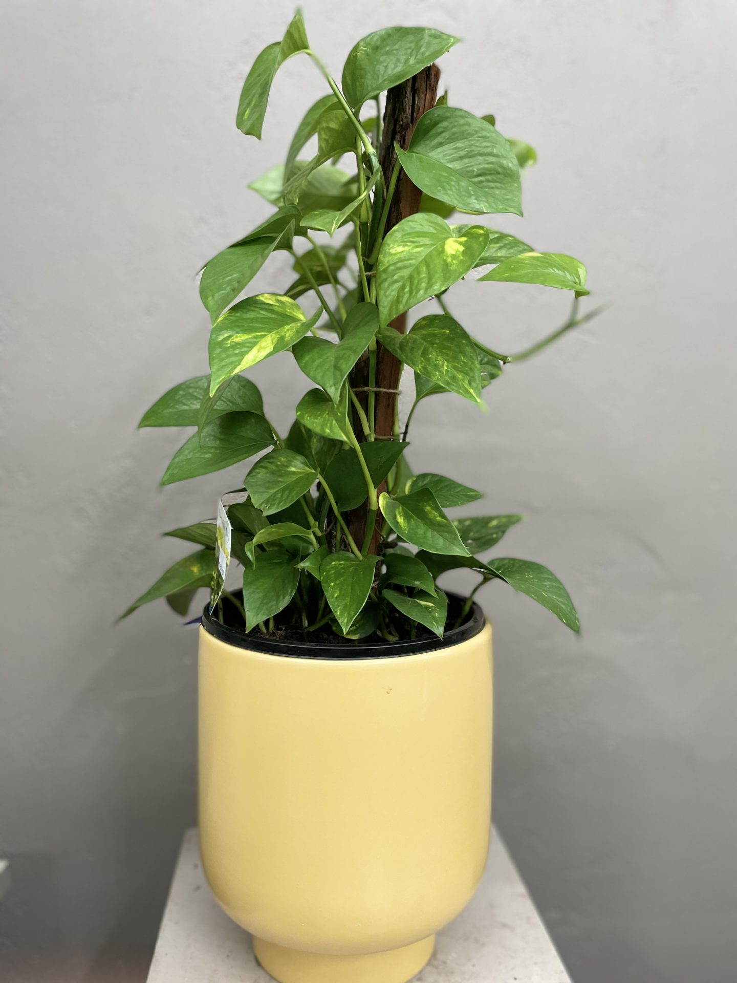 Devils ivy indoor plant